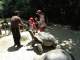 For a small “donation”, we were permitted to enter the area with the tortoises and feed them
